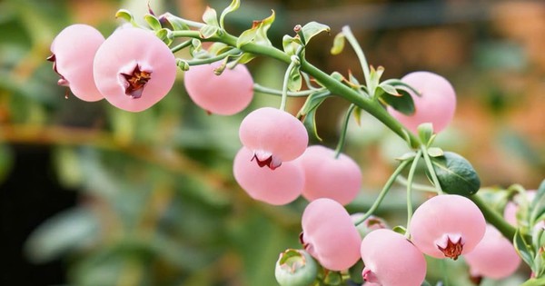 Loại quả màu hồng đẹp mắt đang gây 