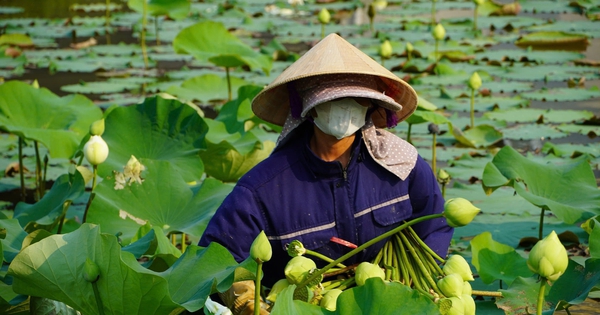 Trồng cây “nở là hái ra tiền”, cặp vợ chồng ở Nghệ An thu tiền triệu mỗi ngày