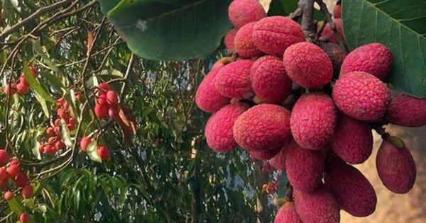 Thứ quả ‘chín đỏ rừng’ từng không ai hái: Nay bỗng thành đặc sản ‘nhà giàu’, giá 125.000 đồng/kg vẫn khó mua