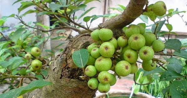 Lời khuyên dành cho các gia đình đang trồng cây sung
