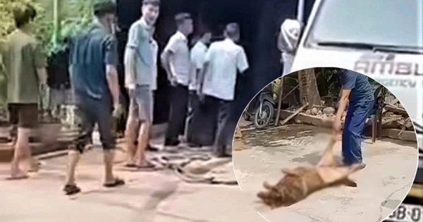 Chó béc giê 40kg sổng xích, hung hãn tấn công khiến chủ nhà tử vong