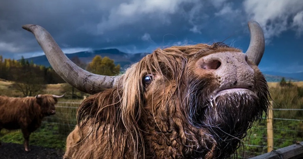 Giải mã bí ẩn nguyên do loài bò chỉ ăn cỏ nhưng vẫn phát triển hàng trăm cân thịt cơ bắp