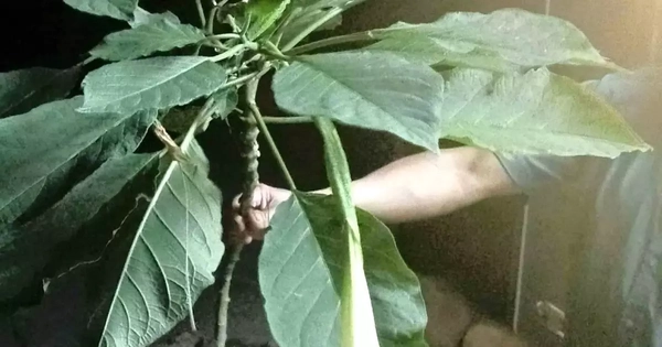 Hái rau rừng về nấu ăn, 3 người trong một nhà ngộ độc nặng