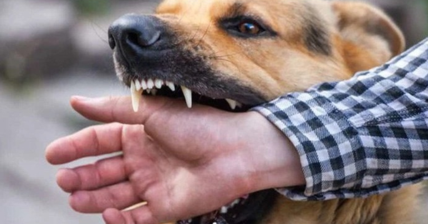 Sự cố thương tâm: Cụ ông 83 tuổi tử vong do chó nuôi trong nhà tấn công