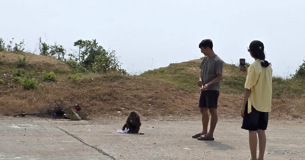 Nhiều du khách bị khỉ cắn tại bãi biển Đắk Lắk