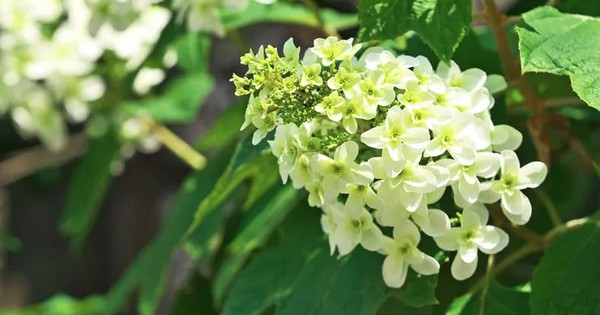 5 loại cây không được cắt tỉa lúc này