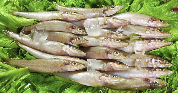 Nghiên cứu ĐH Harvard: 1 LOẠI cá siêu tốt, giúp giảm 31% nguy cơ ung thư đại trực tràng, Việt Nam rất sẵn và rẻ nhưng ít nhà ăn