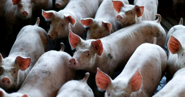 60 tấn thịt lợn ám ảnh quốc gia giàu nhất châu Á: Nhiều nông hộ đang lỗ 1 triệu đồng/con, dư thừa hàng loạt 'chung cư lợn'