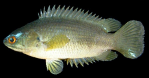 Bắt được con cá rồi ngậm trong miệng, người đàn ông tử vong thương tâm