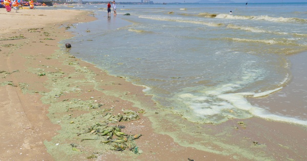 Hình ảnh biển Bãi Sau Vũng Tàu chuyển màu 