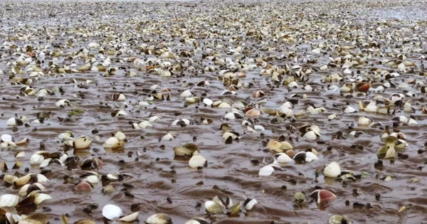 Quảng Ninh cảnh báo nguy cơ ngao chết hàng loạt do bệnh truyền nhiễm đặc biệt nguy hiểm