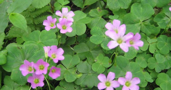 Loại rau dại quen mặt trong vườn, nấu canh chua cực ngon, hóa ra lại “giàu giá trị” cho sức khỏe