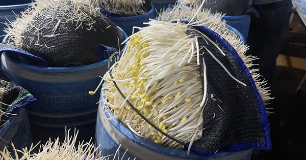 510 tấn giá đỗ 