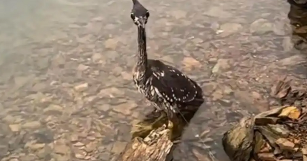 Loài chim bí ẩn nhất thế giới, chỉ còn lại 1.000 cá thể