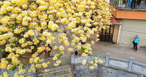 Hoa bún bung nở, phủ vàng góc trời Hà Nội