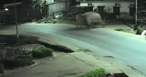 Voi rừng phá rào, xâm nhập vào trường, học sinh được thông báo ở yên trong phòng