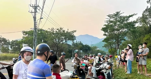 Du khách 'làm hư' đàn khỉ ở bán đảo Sơn Trà