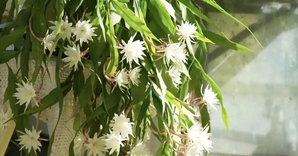 Ông bà căn dặn: 