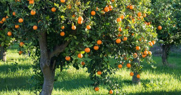 4 loại cây thơm phức, mang lại hạnh phúc và may mắn: Rất nên trồng trong nhà