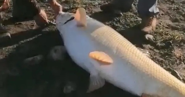 Ngư dân câu được con cá khổng lồ nặng 65kg trên sông