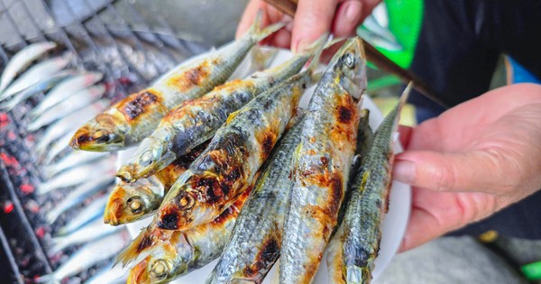 Loại cá nhiều omega-3 hơn cá hồi, được Mỹ đánh giá tốt bậc nhất thế giới: Ngư dân Việt coi là “lộc biển”