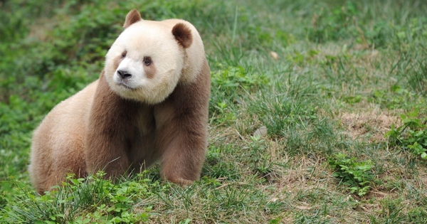 Bí ẩn về Thất Tử: Chú gấu trúc sở hữu bộ lông màu sô-cô-la độc nhất vô nhị trên thế giới