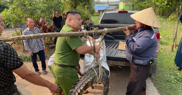 Bất ngờ phát hiện cá sấu nặng 50 kg lạc vào kênh mương nội đồng