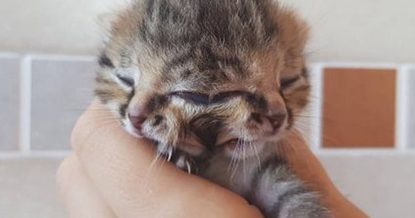 Loài mèo quái dị sinh ra với 2 khuôn mặt trên đầu nhưng dùng chung 1 bộ não
