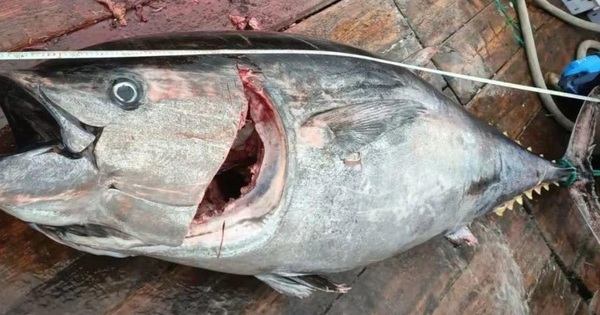 Ngư dân bắt được 2 con cá ngừ khổng lồ, nặng 200kg trên biển