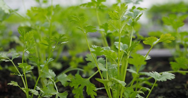 Loại rau giúp đào thải kim loại nặng tự nhiên, Việt Nam có rất nhiều