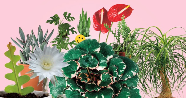 Trồng cây có thể mang lại hạnh phúc cho cả gia đình: Đây là 7 loại rất đáng để thử