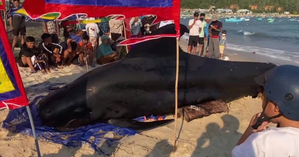 Cá Ông nặng 2 tấn dạt vào bờ biển Vịnh Hòa, người dân 3 lần đẩy ra biển nhưng bất thành
