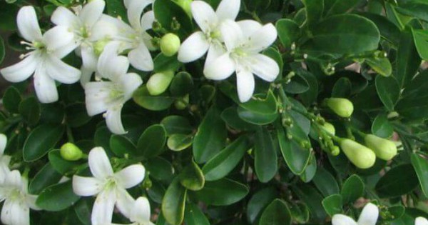 5 lý do bạn nên trồng một cây nguyệt quế trước nhà
