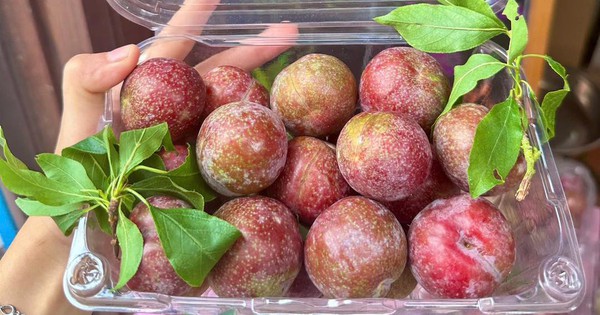 Điều gì xảy ra khi bạn ăn quá nhiều quả mận? Bác sĩ dinh dưỡng nhắc: 4 kiểu người này phải cực kỳ cẩn thận!