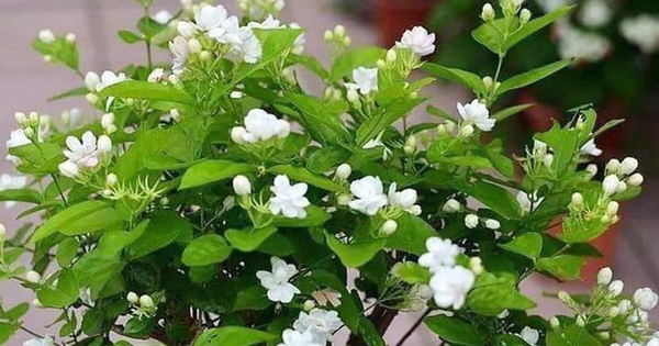 Lời khuyên dành cho những gia đình đang trồng hoa nhài