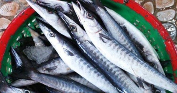 Loại cá nhọn hoắt có tên cực lạ, gây 