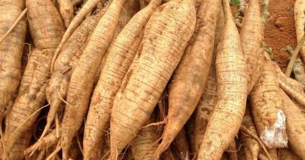 Loại củ Việt được ví như 