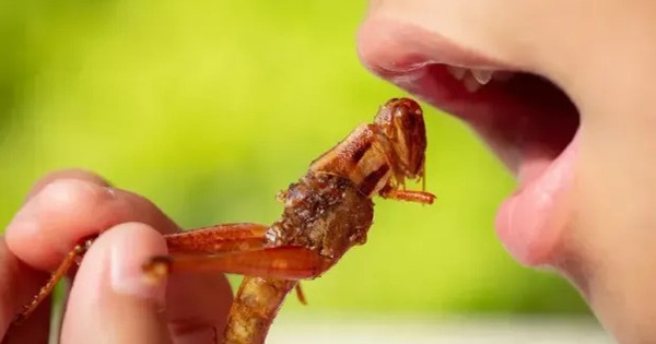 Cảnh báo ngộ độc từ các món ăn chế biến từ côn trùng