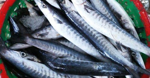 Ngư dân tiết lộ bí mật về loài cá có tên cực lạ, khó đọc: Vảy sáng như bạc, thịt ngọt, có ở Phú Quốc
