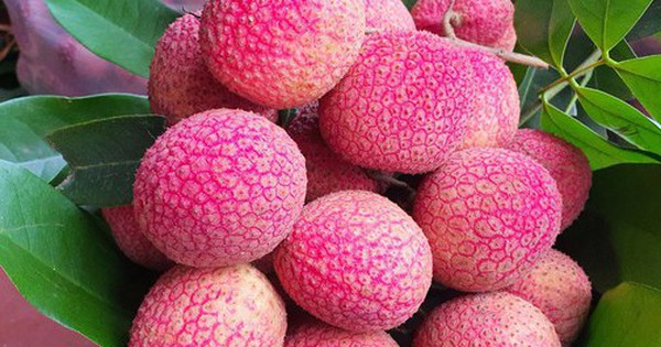 Loại vải to như quả trứng gà, giá 400.000 đồng/kg vẫn không có hàng để ăn tại Thanh Hà