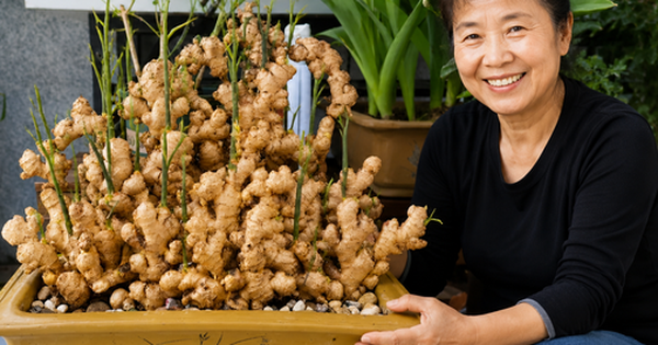 Người phụ nữ nghỉ hưu trồng cả “núi gừng” trong thùng phuy cũ: 8 tháng thu gần 8kg, hàng xóm kéo sang học theo vì quá vừa đẹp vừa “có lộc”
