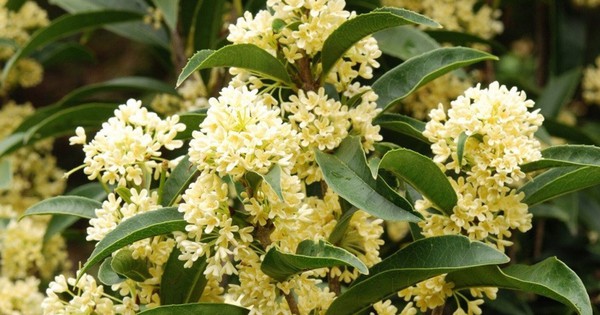 4 lý do người giàu nào cũng trồng một cây mộc hương trong nhà