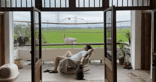 Chàng trai 9x sửa nhà khiến cả cõi mạng chú ý: View cánh đồng chill không thể tả, nhìn muốn bỏ phố về quê