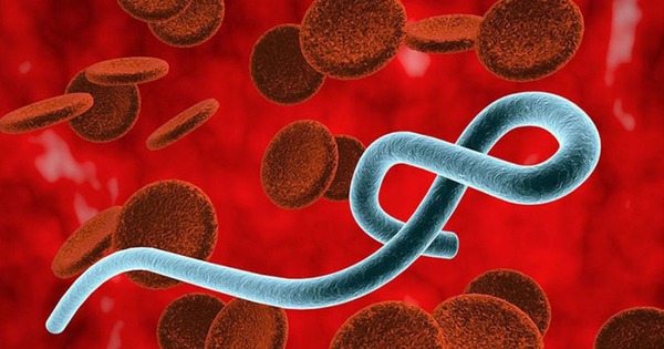 Chưa có vaccine chủng Ebola mới, Bộ Y tế khẩn cấp lên phương án ứng phó