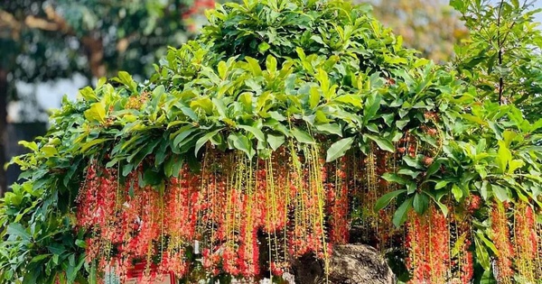 Hiện tượng lộc vừng nở hoa
