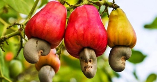 2 loại hạt được ví như 