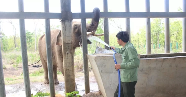 Tận thấy “bác sĩ” chữa bệnh cho voi