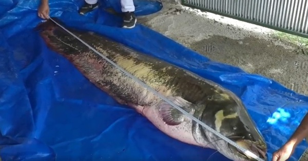 Người đàn ông câu được con cá trê khổng lồ nặng 110 kg, dài 2,5 mét