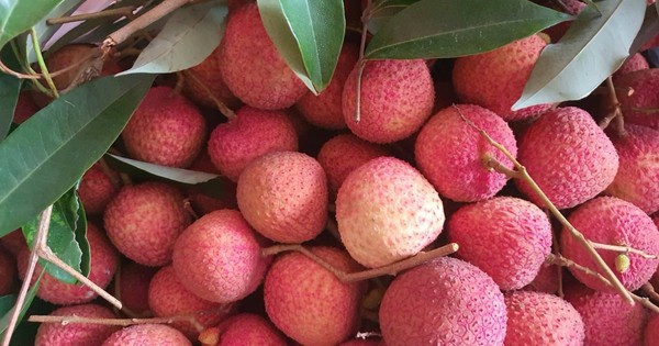 Vải trứng Hưng Yên, mận hậu Sơn La được mang bán trên trời