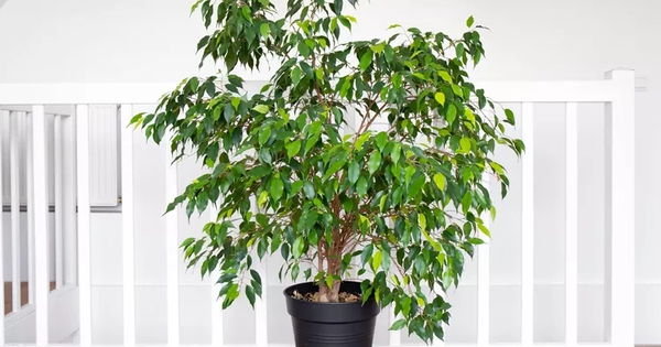 8 loại cây chớ nên trồng trong nhà